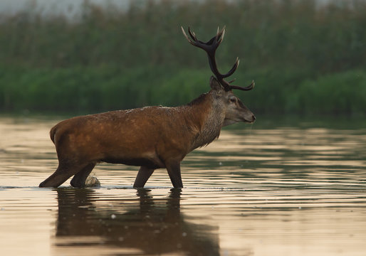 Male of red deer standing in the water, clean background, Poland, Europe