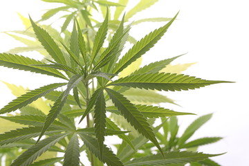 Fresh Marijuana Plant Leaves on White Background