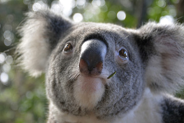 Koala portrait.
