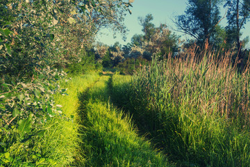 Road in field