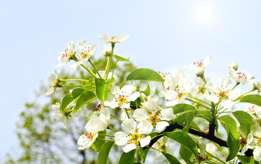 Cherry apple blossoms over blue sky background