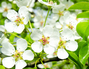 Cherry apple blossoms over nature background