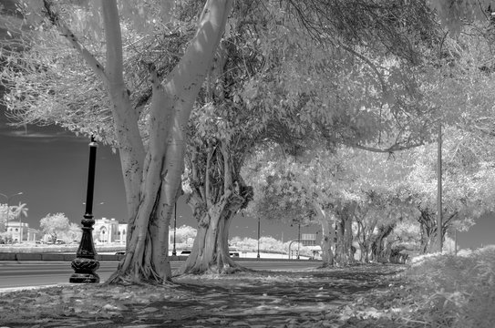 Black and white infrared image of a sidewalk alongside a tree line empty