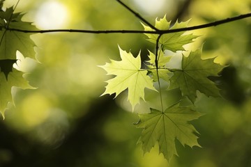 Twig of spring leaves in a forest