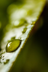 Fototapeta premium Raindrops on leavs.