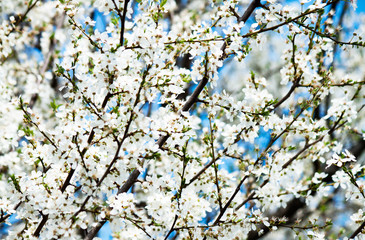 tree flowers In the spring