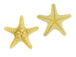 yellow starfish isolated on white background view from above
