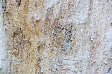 Damage white  wood by termite