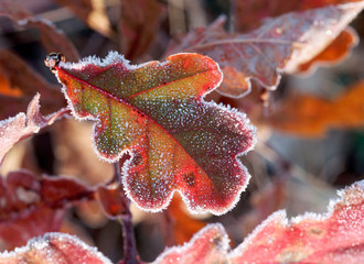 Frozen oak leaf