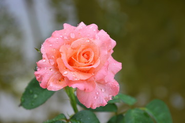 two tone rose blooming in the garden