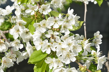 spring flowers of cherry