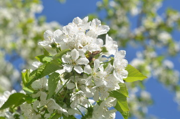 spring flowers of cherry