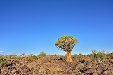 Quiver Tree Forest Namibia