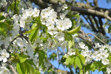 spring flowers of cherry
