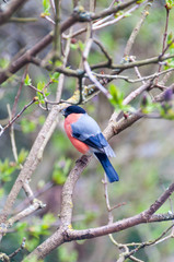 Bullfinch-Pyrrhula pyrrhula