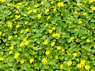 Marsh Marigold (Caltha palustris) on spring