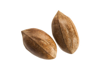 Pecan nuts isolated on white