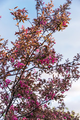 Spring blossom: branch of a blossoming apple tree on garden background