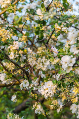 Obraz premium Spring blossom: branch of a blossoming apple tree on garden background