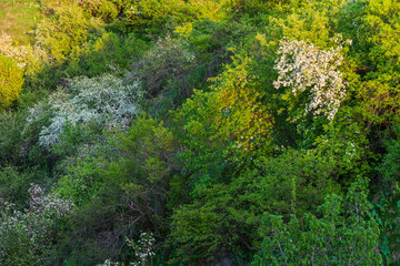 Spring blossom: branch of a blossoming apple tree on garden background