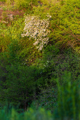 Spring blossom: branch of a blossoming apple tree on garden background