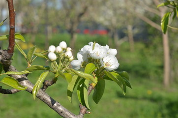 spring flowers of cherry