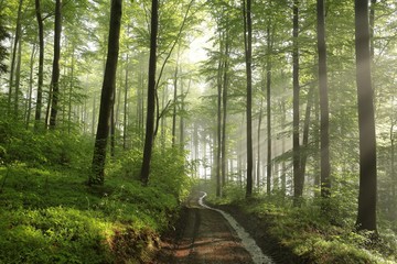 Fototapeta premium Path through spring beech forest after rainfall
