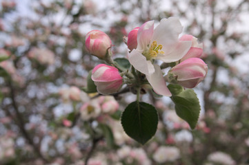 Apple tree flowers, whole garden in blossom