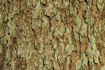 Tree bark texture