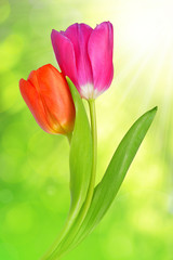 Purple and red tulip on green natural background
