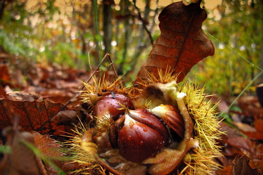autumn, chestnut harvesting period. close-up of fallen chestnuts on the ground in a forest.