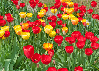Tulpen, Tulipa