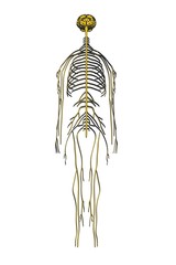 2d cartoon illustration of nervous system