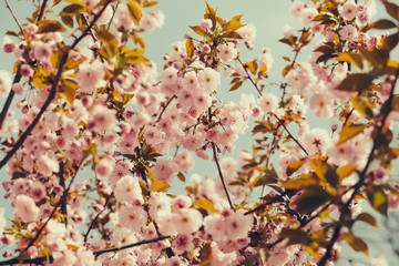 Pink blossoming flowers