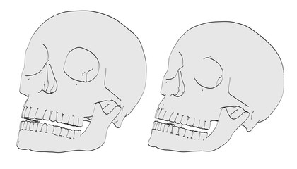 2d cartoon illustration of male and female skulls