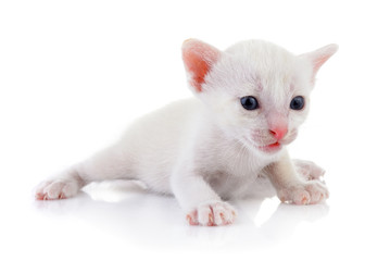  kittens on white backgrounds