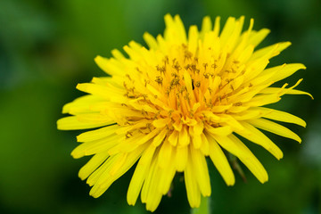 Close-up photo of a yellow dandelion on the field