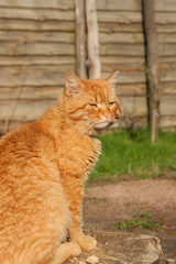 Fototapeta premium red old angry cat lying near fence in forest