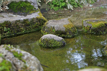 Naklejka na ściany i meble 池の飛び石