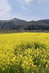菜の花／満開の菜の花を撮影した、春イメージの写真です。