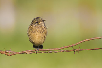 Cría de tarabilla común