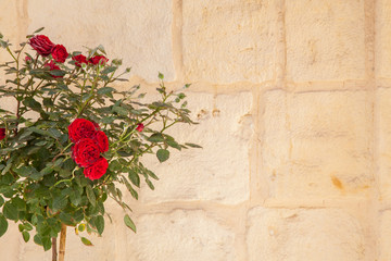 Fototapeta na wymiar Red roses and wall