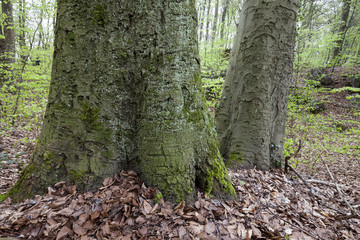 Buchenwald im Frühling, Sauerland, Nordrhein-Westfalen, Deutschland