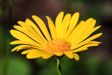 one yellow flower macro  in meadow