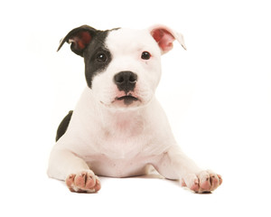 Cute black and white pit bull terrier puppy dog lying on the floor facing the camera isolated on a white background