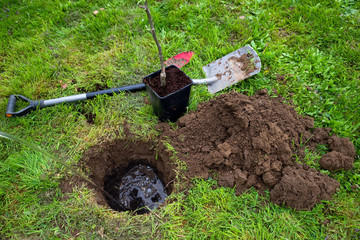 Baum anpflanzen