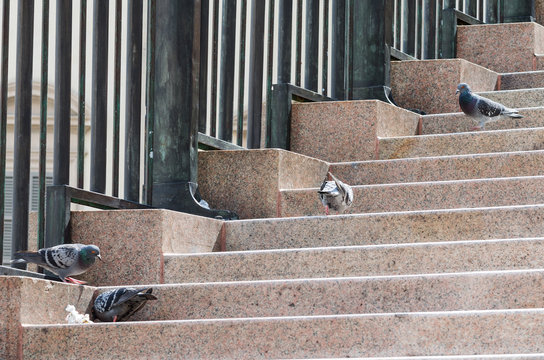 Small group of pigeons feeding on marble stairs