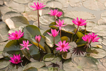 pink color fresh lotus blossom