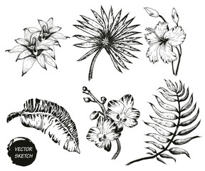  tropical Flowers and Palm