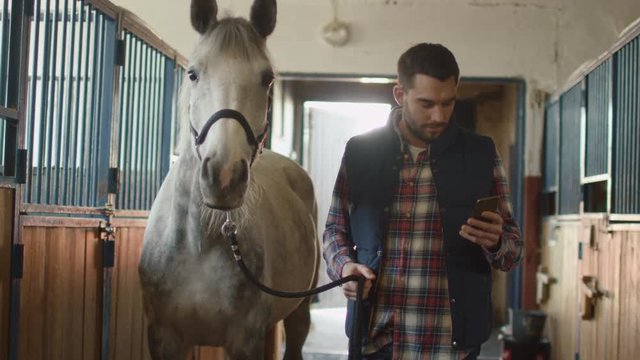 Man is walking a white horse in stable while using a mobile phone. Shot on RED Cinema Camera.